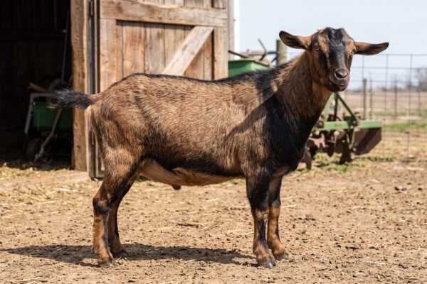 Proven Kinder Goat Meat and Dairy Traits for Small Farms