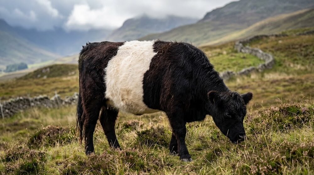 a single Belted Galloway cow with a solid black body and a broad white belt
