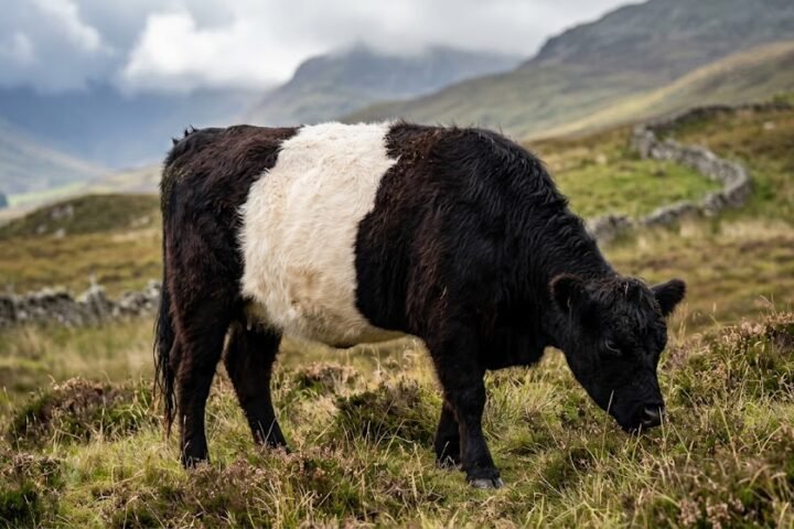 a single Belted Galloway cow with a solid black body and a broad white belt